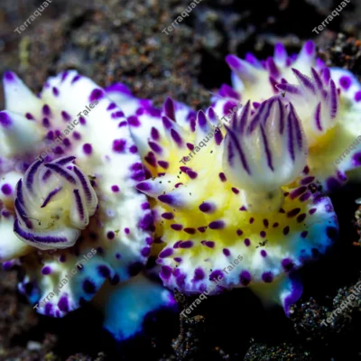 pair-mexichromis-nudibranchs-crawling