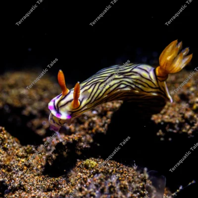 striped-hypselodoris-zephyra-nudibranch
