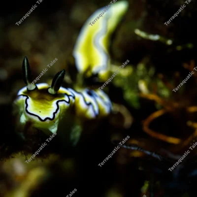 black-margin-nudibranch-crawling