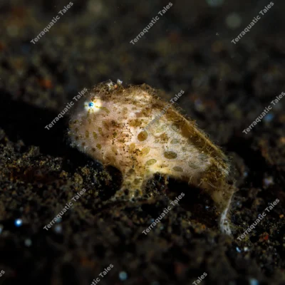 hairy-frogfish-black-sand