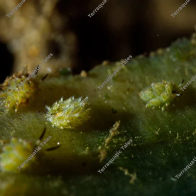 leaf-sheep-sea-slugs-grazing
