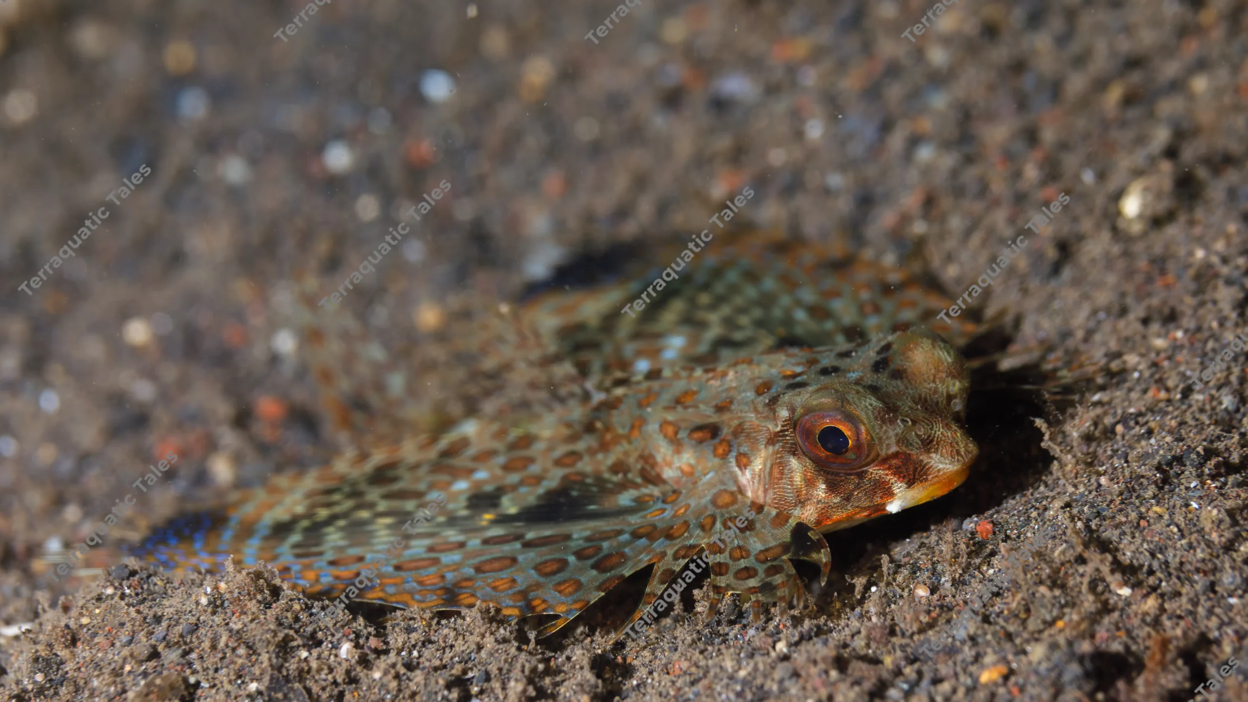 Macro photography of the head and side profile of an Oriental flying gurnard (Dactyloptena orientalis) resting on dark sand underwater in Bali.