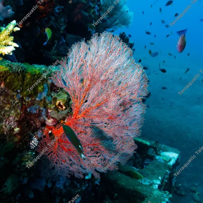 sea-fan-gorgonian-coral-reef