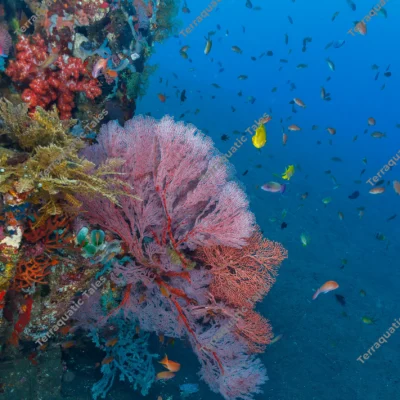 pink-gorgonian-sea-fan-coral-wall