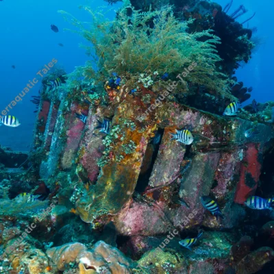 sergeant-majors-artificial-reef