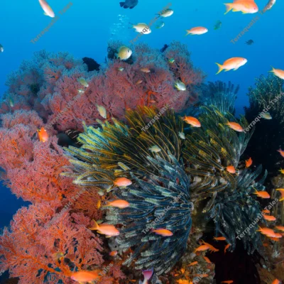 feather-stars-sea-fans-anthias