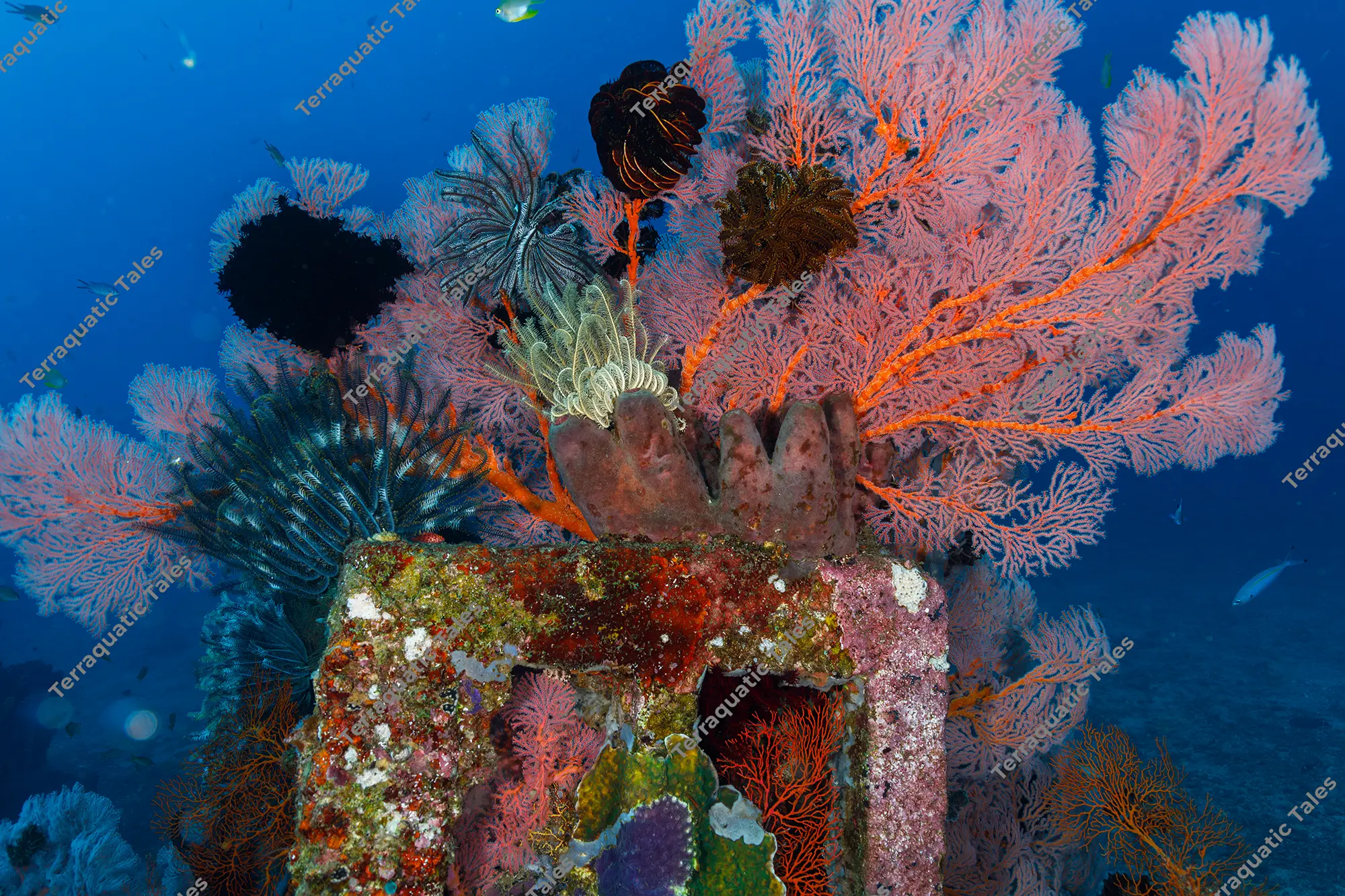 Wide-angle underwater photograph of pink and orange gorgonian sea fans and feather stars growing on top of a concrete artificial reef structure in Bali.