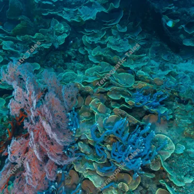 blue-sponges-gorgonians-foliose-montipora