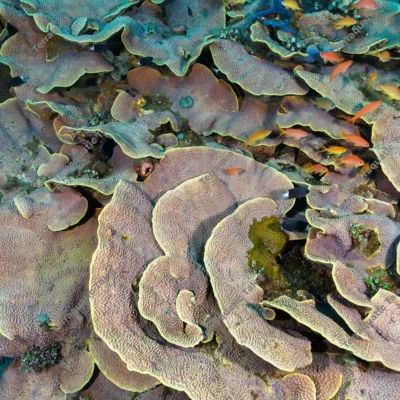 foliose-montipora-plate-corals-anthias