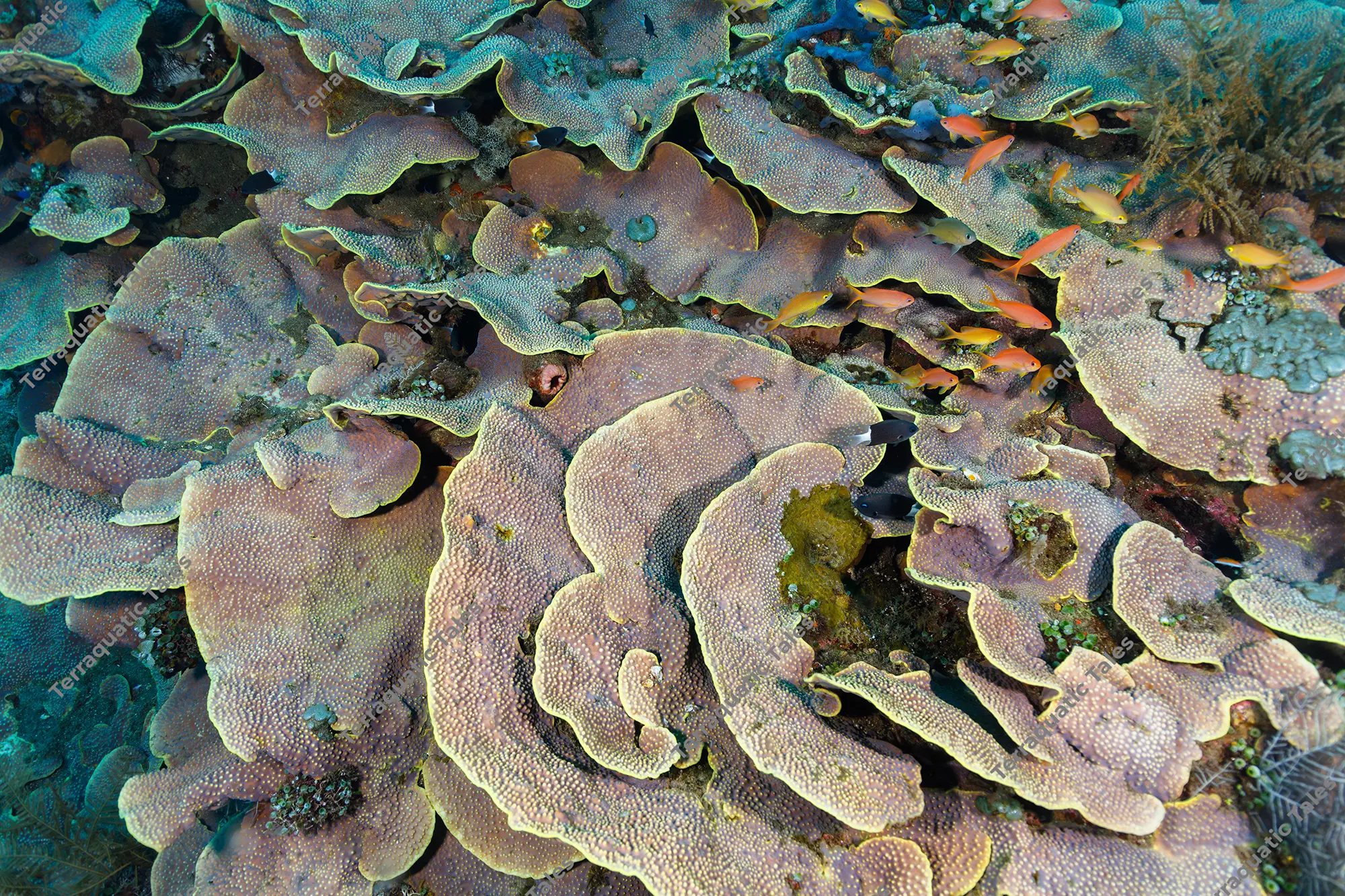Top-down wide-angle underwater photograph of layered Montipora plate corals in pastel purple and green with small orange anthias in Bali.