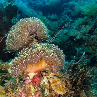 magnificent-sea-anemones-coral-reef