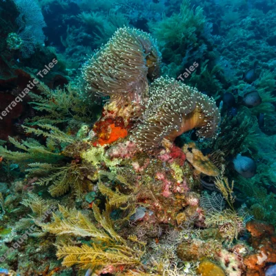 twin-magnificent-sea-anemones