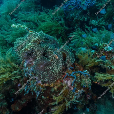 pink-anemonefish-sea-anemone