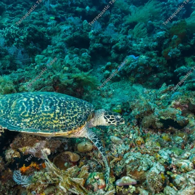 hawksbill-sea-turtle-coral-reef
