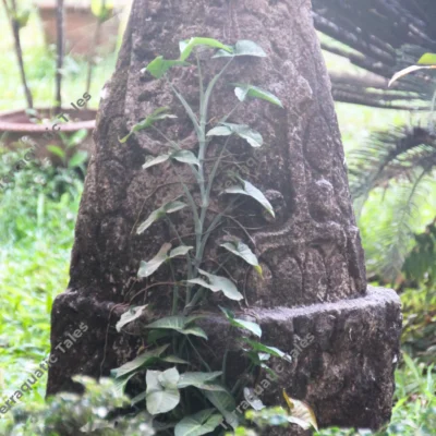 ancient-stone-sculpture-vine