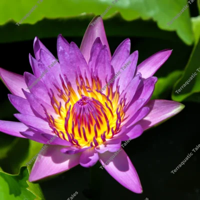 purple-water-lily-thailand