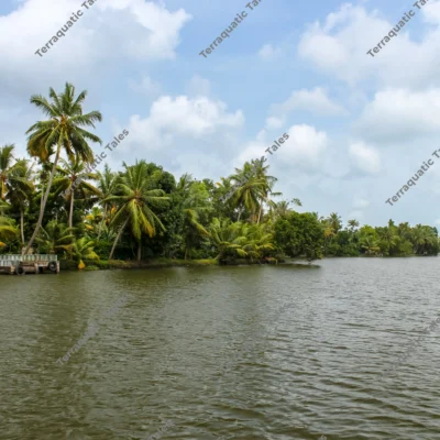 coconut-palms-kerala-backwater
