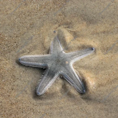 Top-down view of a grey five-armed starfish resting on wet sandy shore in Karnataka, India.