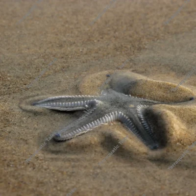 Low-angle close-up of a grey starfish burrowing into wet beach sand on the Karnataka coast.