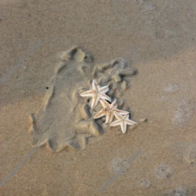 Top-down view of three small starfish resting on wet shore sand in Karnataka, India.