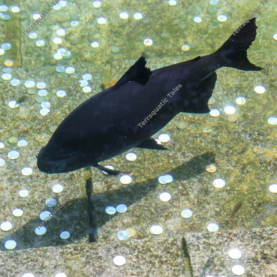 Top-down view of a single dark fish swimming over coins in a clear stone pond in Karnataka, India.
