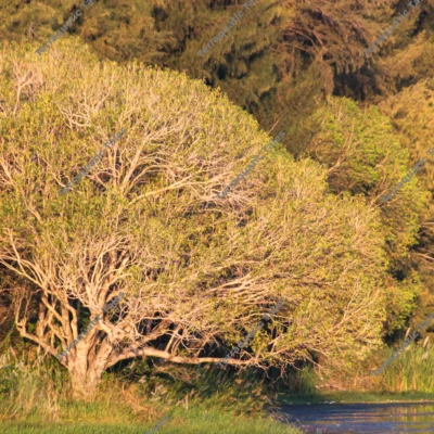 golden-tree-lake-shore